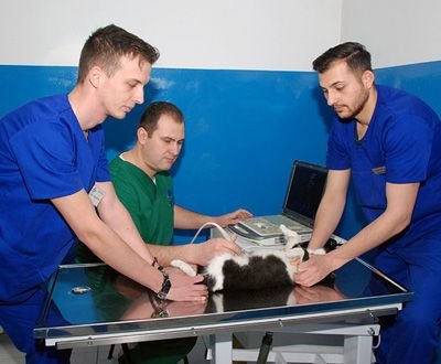 Biovet - clinica veterinara